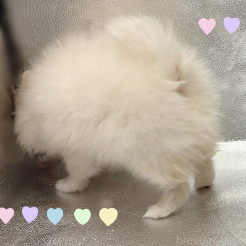 販売中の東京都のポメラニアン-442040の5枚目