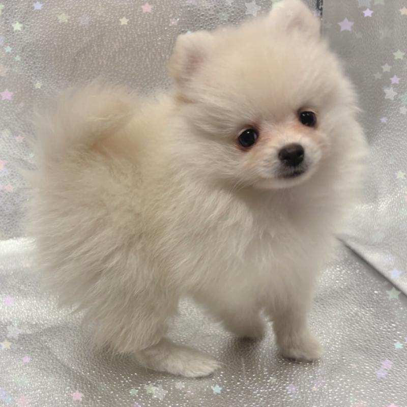 販売中の東京都のポメラニアン-442040の4枚目