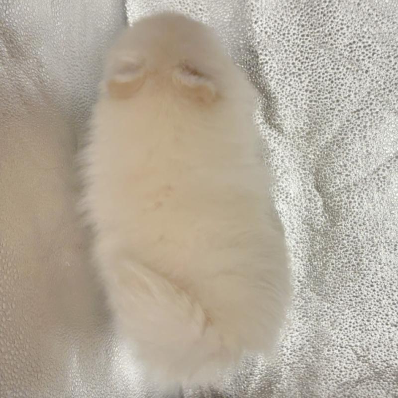 販売中の東京都のポメラニアン-442040の3枚目