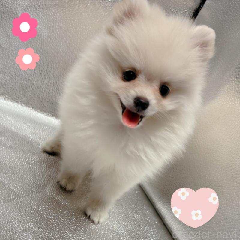 販売中の東京都のポメラニアン-442040の2枚目