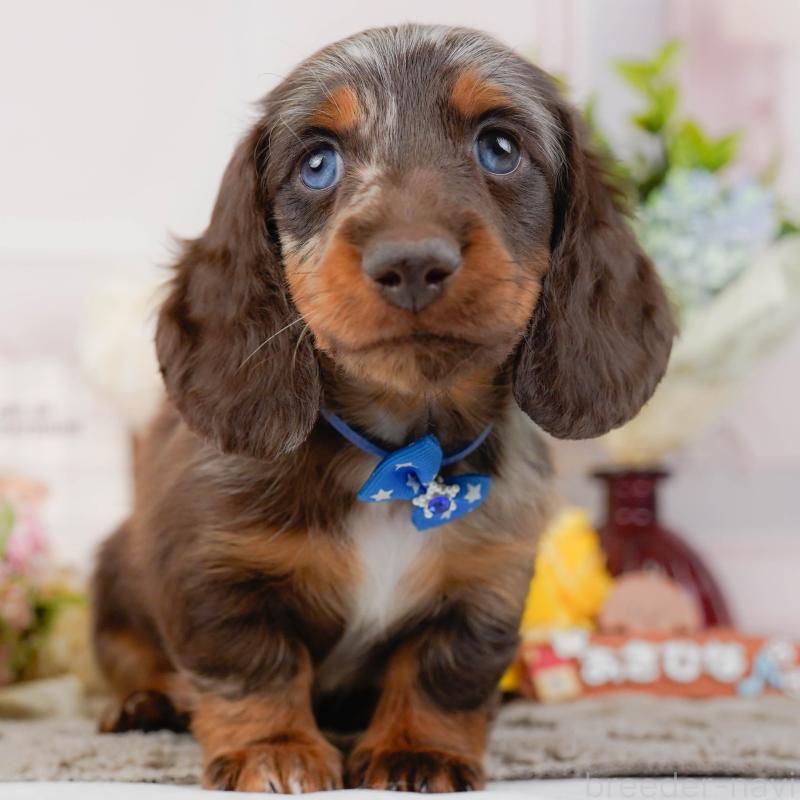 販売中の神奈川県のミニチュアダックスフンド(ロングヘアード)-442041