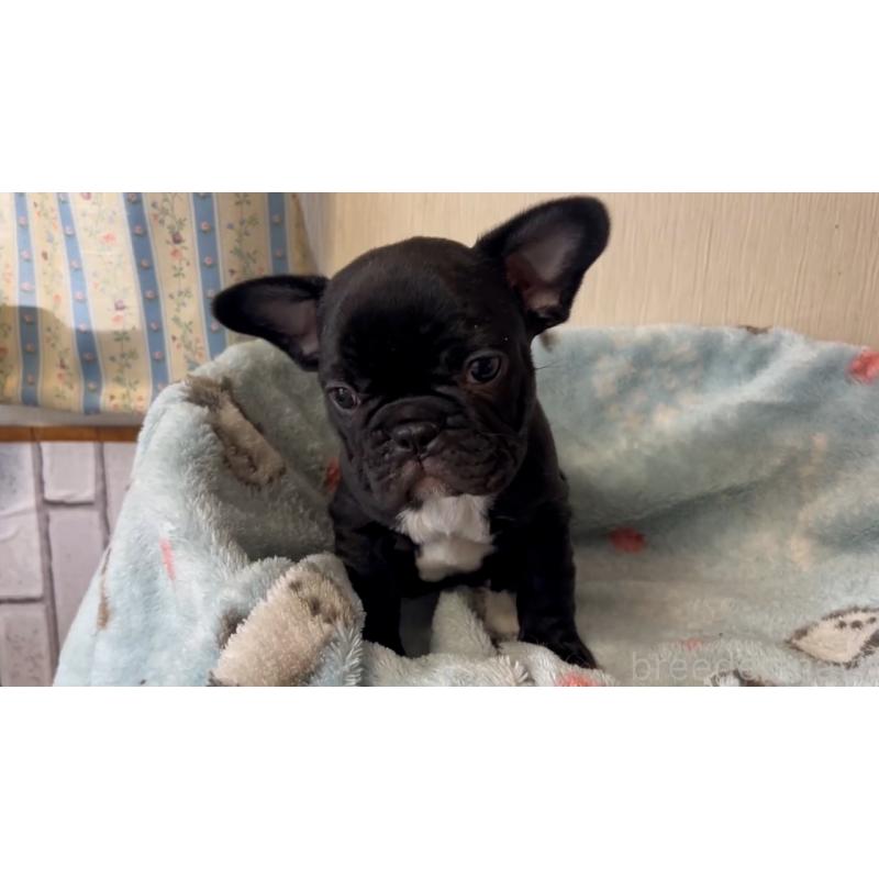 販売中の岡山県のフレンチブルドッグ-434756の4枚目