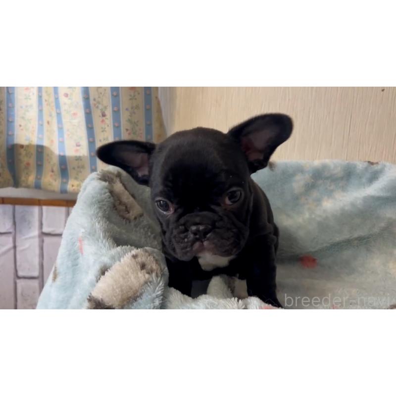 販売中の岡山県のフレンチブルドッグ-434756の3枚目