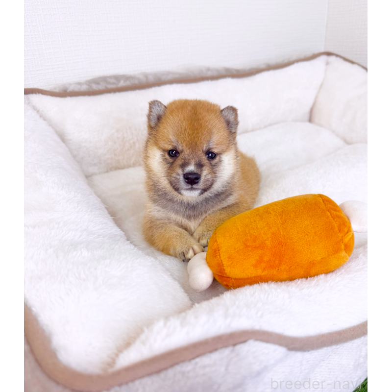 販売中の広島県の豆柴-442039の8枚目