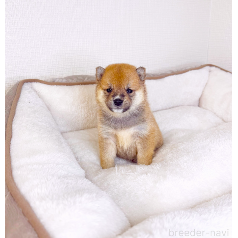 販売中の広島県の豆柴-442039の7枚目