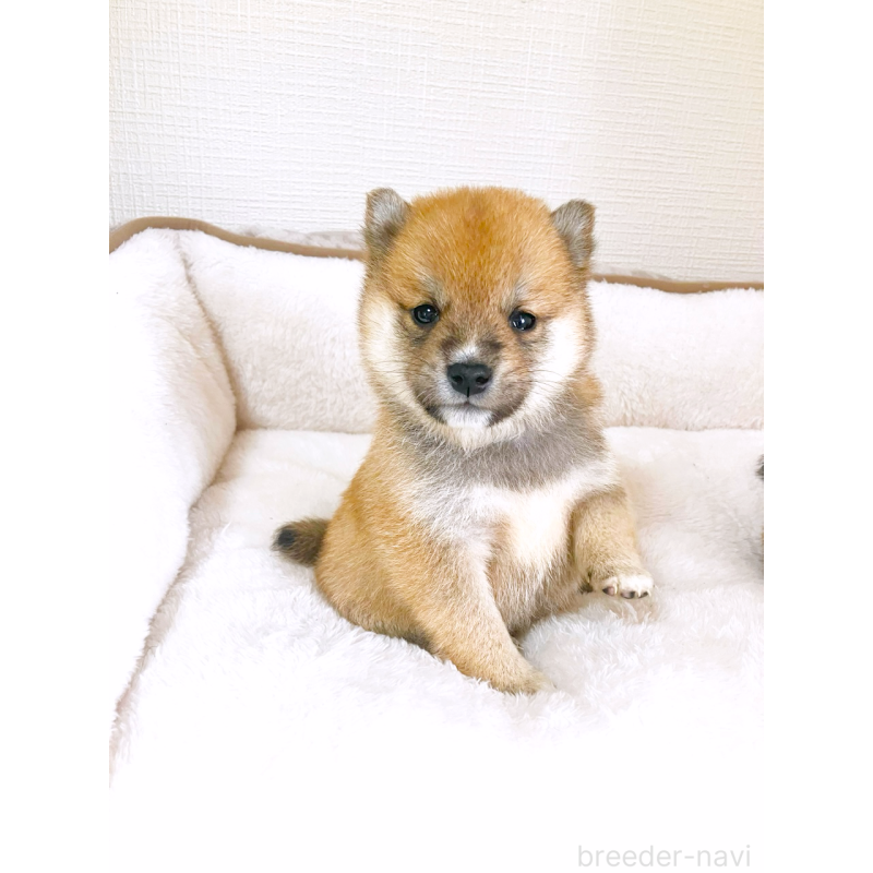 販売中の広島県の豆柴-442039の6枚目