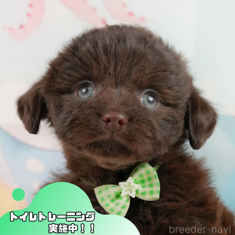 販売中の静岡県のチワプー:チワワ×トイプードル-442043の1枚目