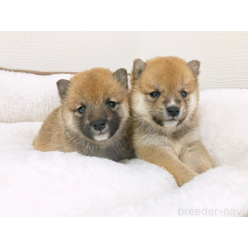 販売中の広島県の豆柴-442039の5枚目