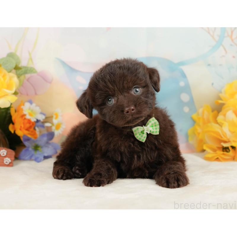 販売中の静岡県のチワプー:チワワ×トイプードル-442043の9枚目