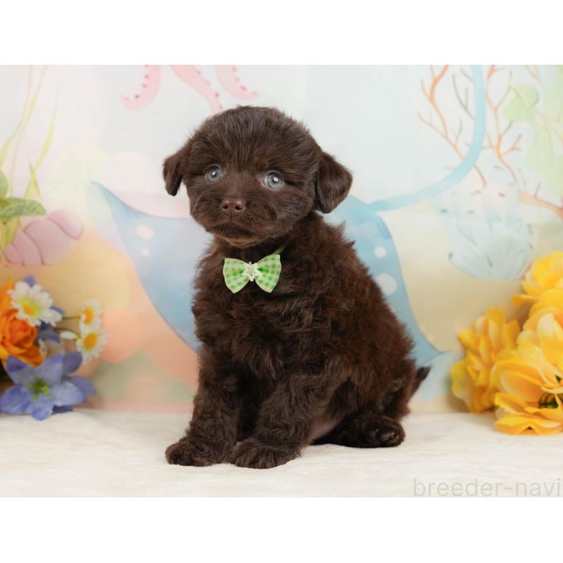 販売中の静岡県のチワプー:チワワ×トイプードル-442043の8枚目