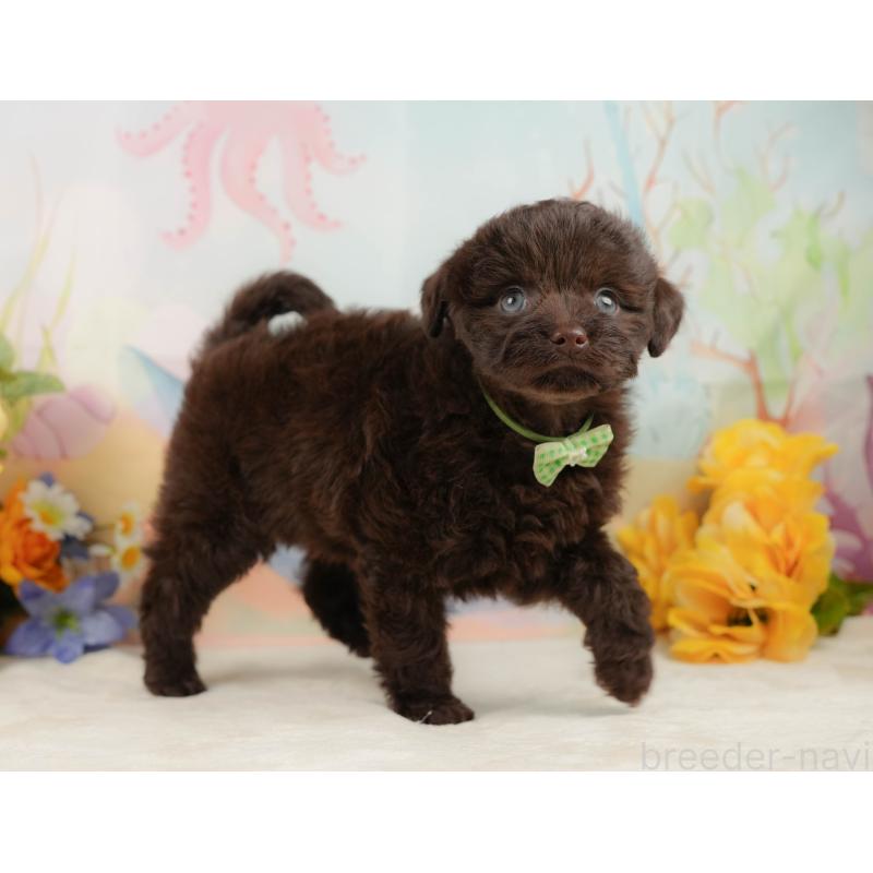 販売中の静岡県のチワプー:チワワ×トイプードル-442043の7枚目