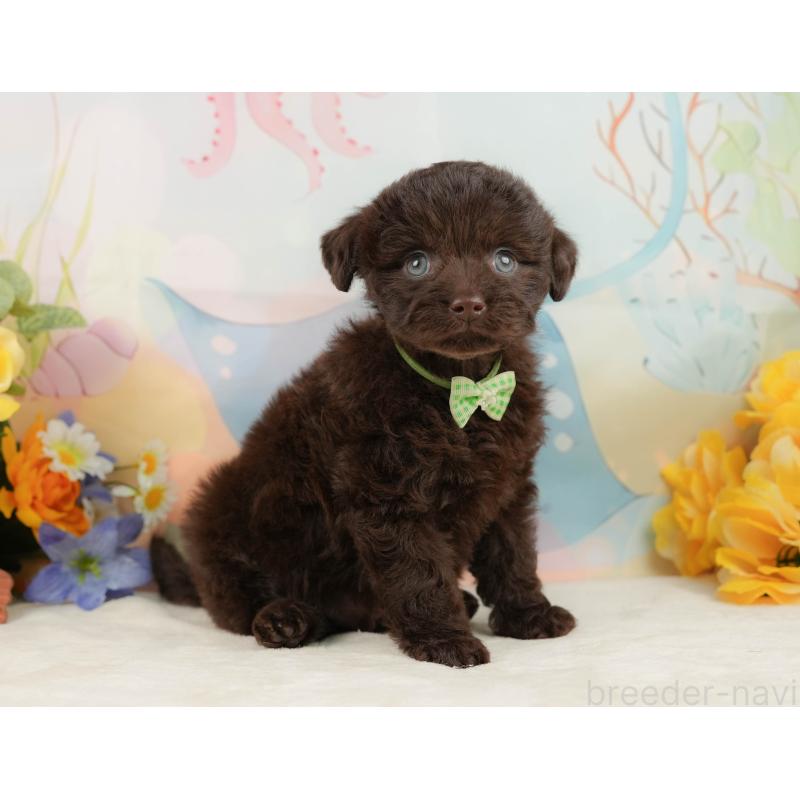 販売中の静岡県のチワプー:チワワ×トイプードル-442043の6枚目