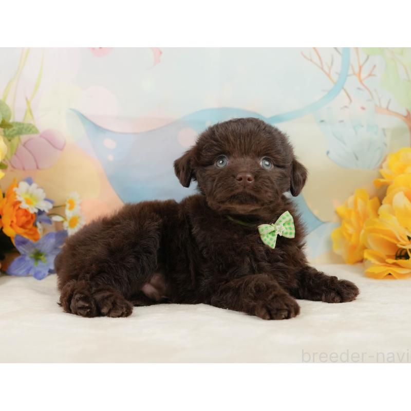 販売中の静岡県のチワプー:チワワ×トイプードル-442043の5枚目