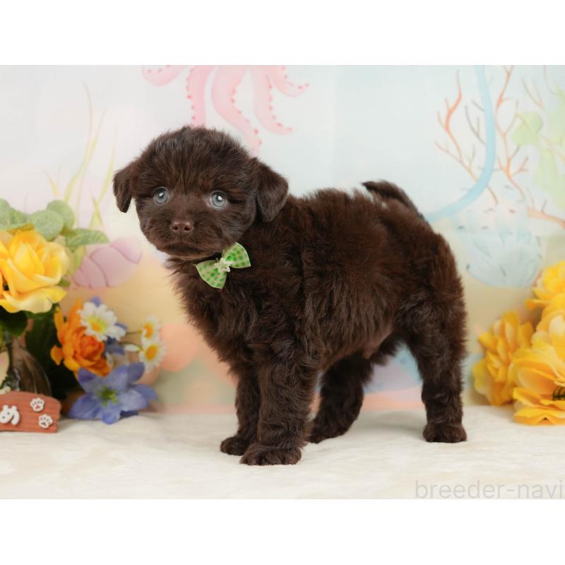 販売中の静岡県のチワプー:チワワ×トイプードル-442043の4枚目