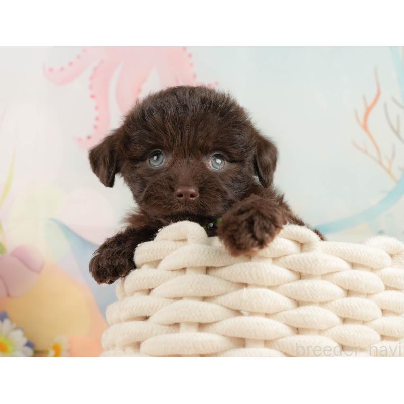 販売中の静岡県のチワプー:チワワ×トイプードル-442043の3枚目