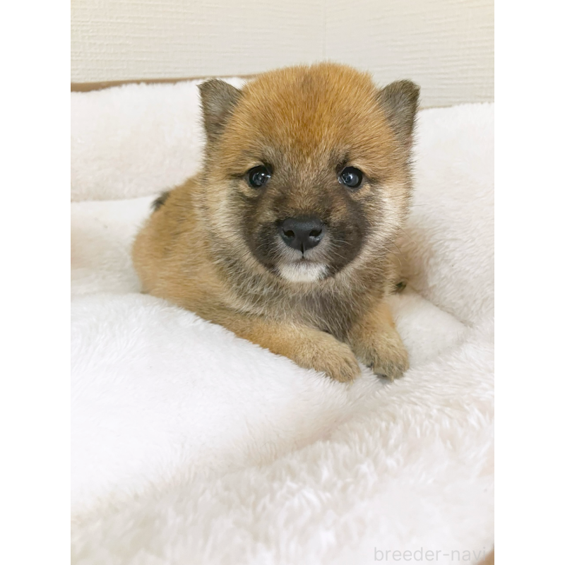 販売中の広島県の豆柴-442044の3枚目