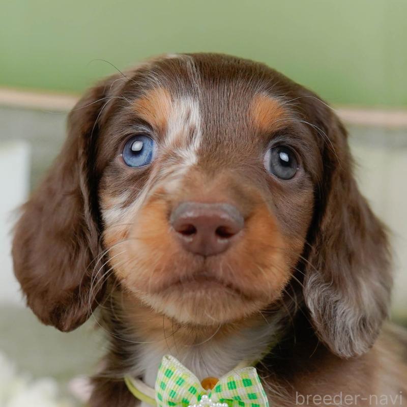 販売中の神奈川県のミニチュアダックスフンド(ロングヘアード)-442047の1枚目