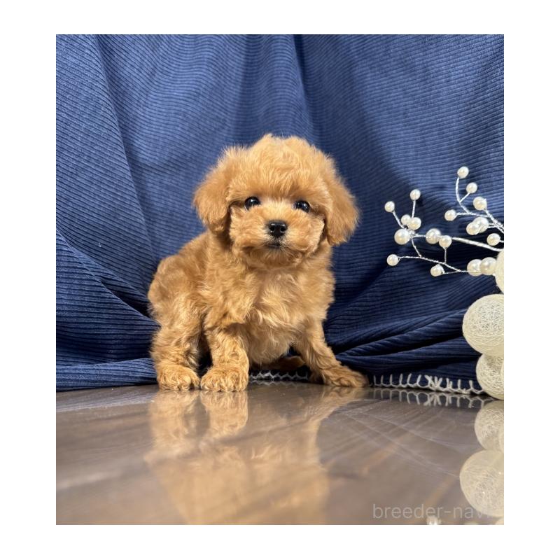 販売中の茨城県のトイプードル-442048の5枚目