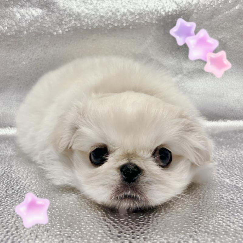 販売中の東京都のペキニーズ-442049の1枚目