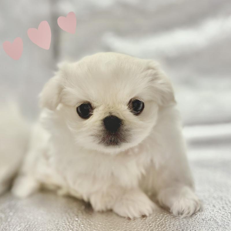 販売中の東京都のペキニーズ-442049の6枚目