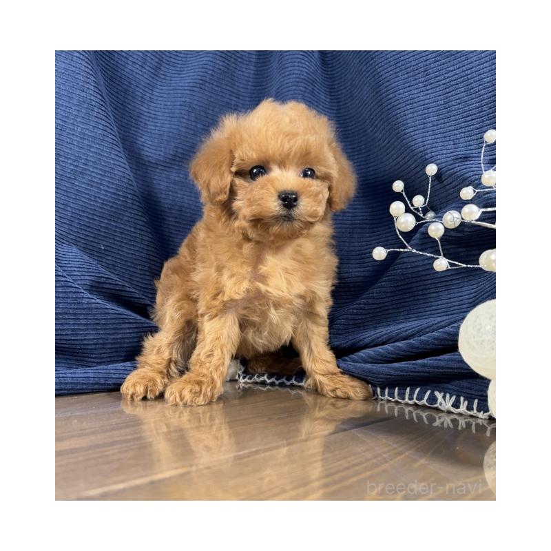 販売中の茨城県のトイプードル-442048の4枚目