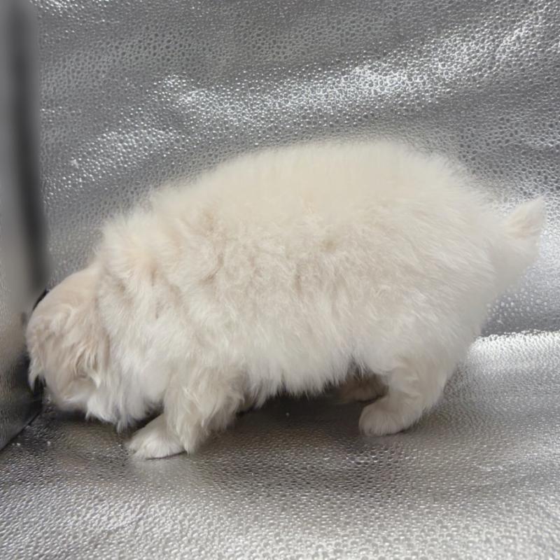 販売中の東京都のペキニーズ-442049の5枚目