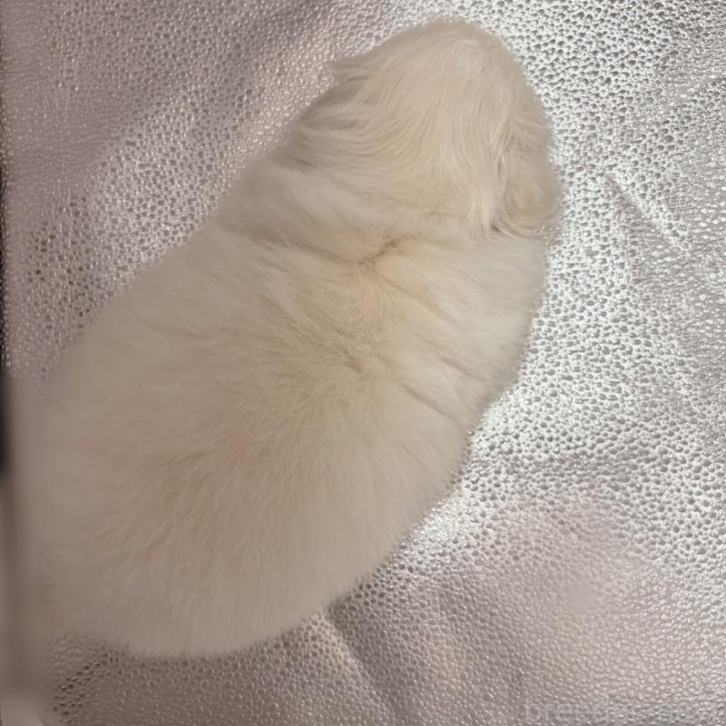 販売中の東京都のペキニーズ-442049の4枚目