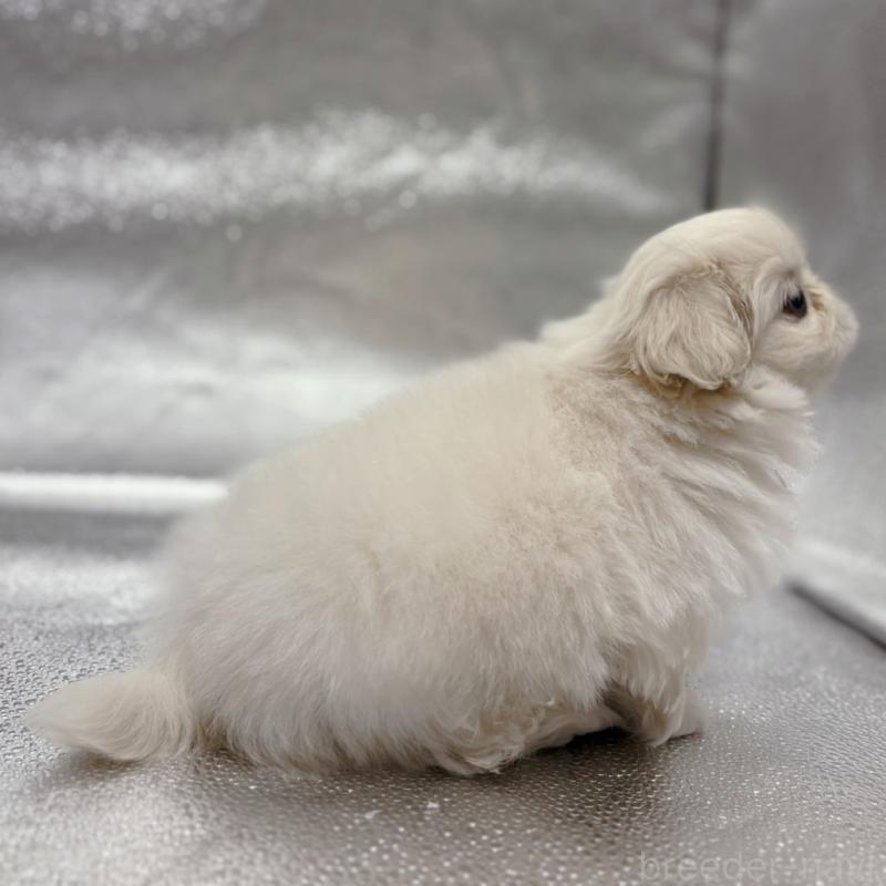 販売中の東京都のペキニーズ-442049の3枚目