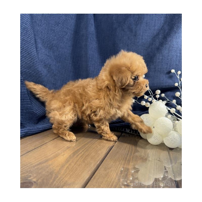 販売中の茨城県のトイプードル-442048の3枚目