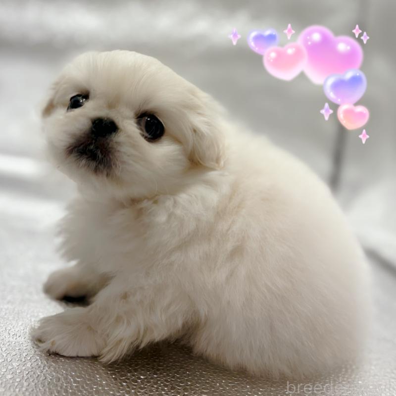 販売中の東京都のペキニーズ-442049の2枚目