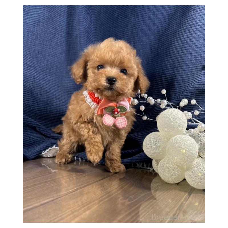 販売中の茨城県のトイプードル-442048の2枚目