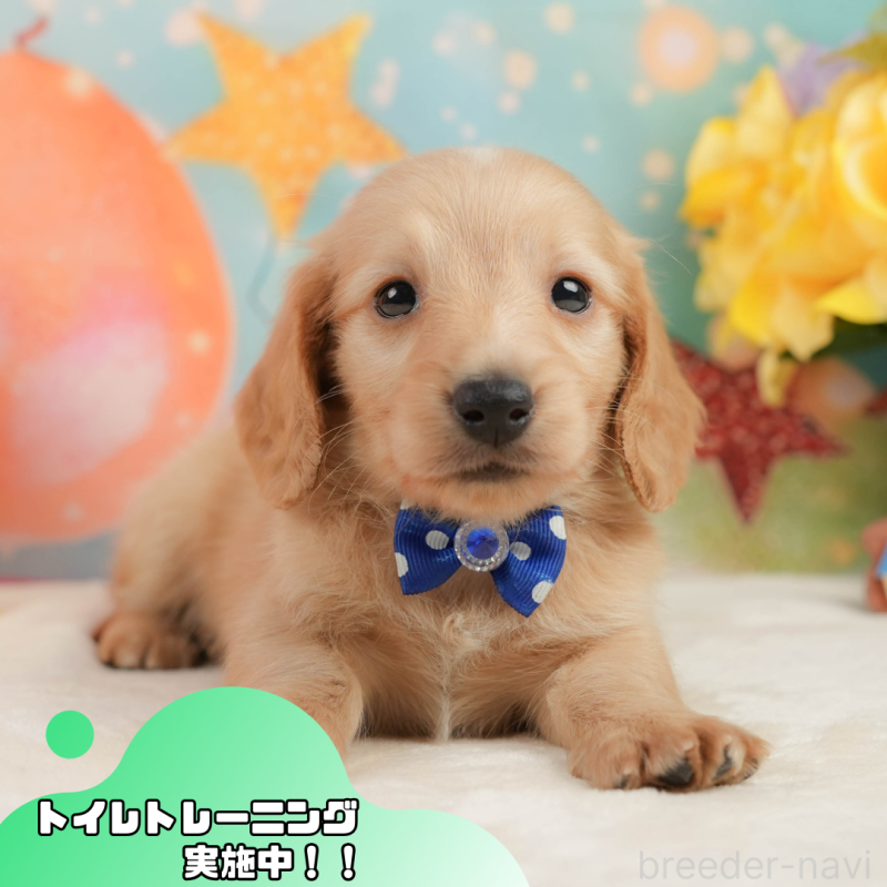 販売中の静岡県のチワックス:チワワ×ミニチュアダックスフンド-442054