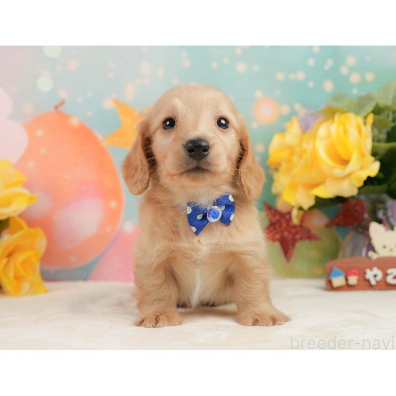 販売中の静岡県のチワックス:チワワ×ミニチュアダックスフンド-442054の9枚目