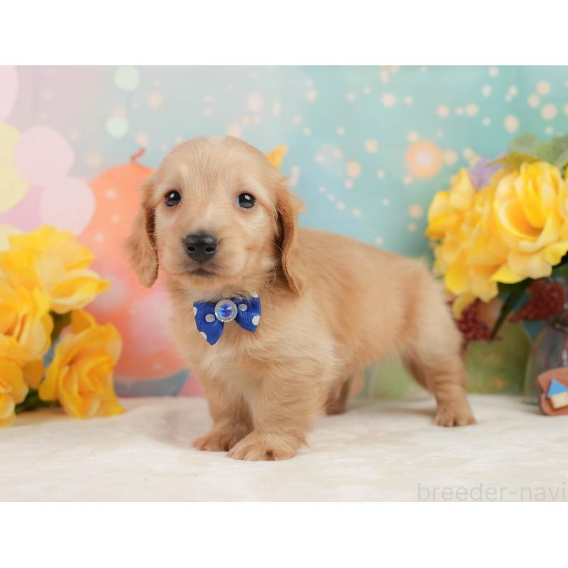 販売中の静岡県のチワックス:チワワ×ミニチュアダックスフンド-442054の8枚目