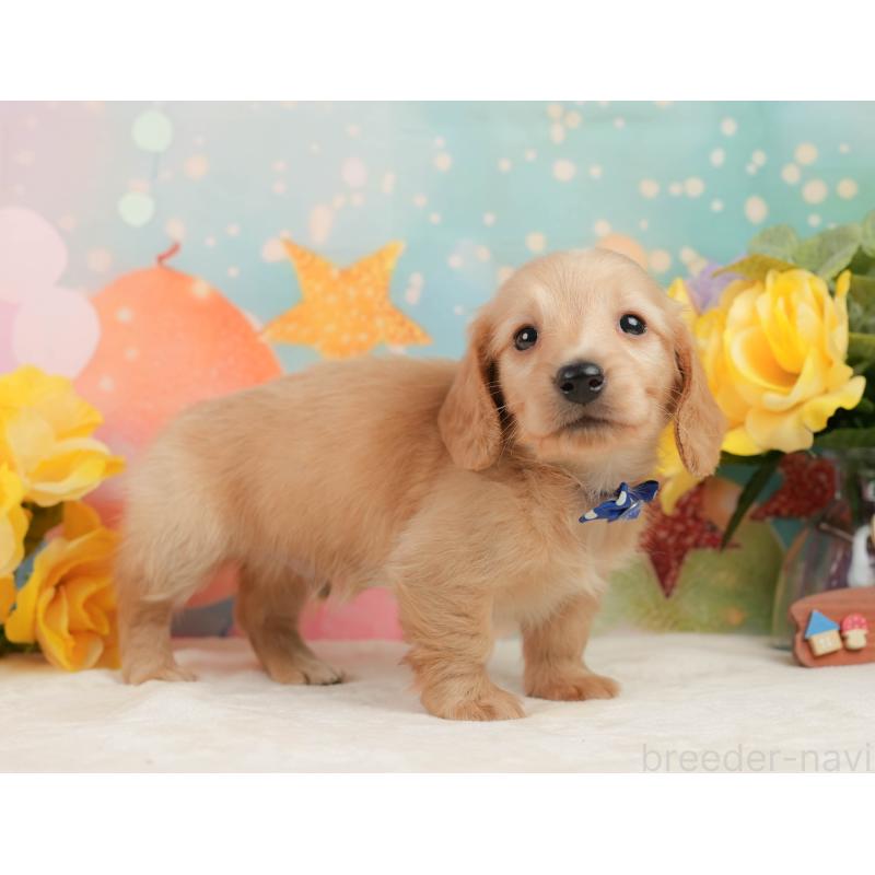 販売中の静岡県のチワックス:チワワ×ミニチュアダックスフンド-442054の7枚目