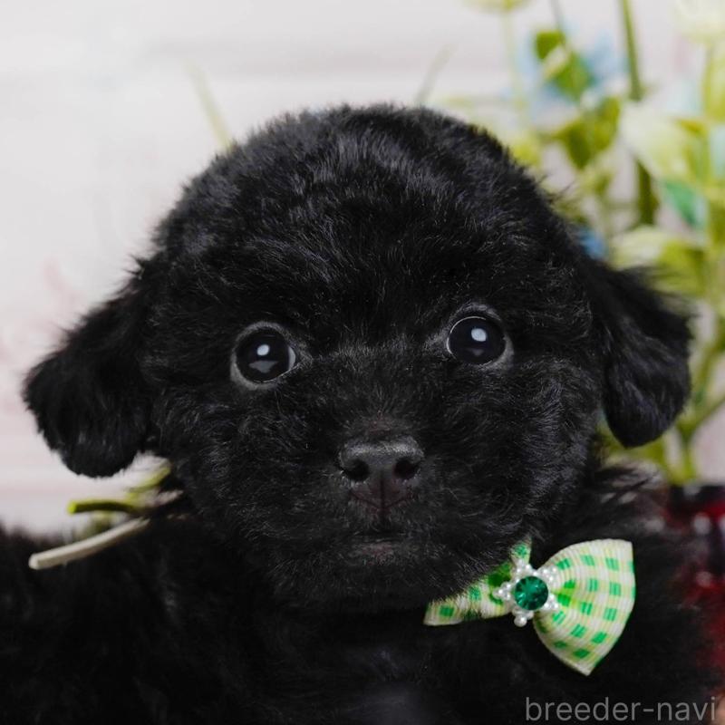 販売中の神奈川県のトイプードル-442050の1枚目