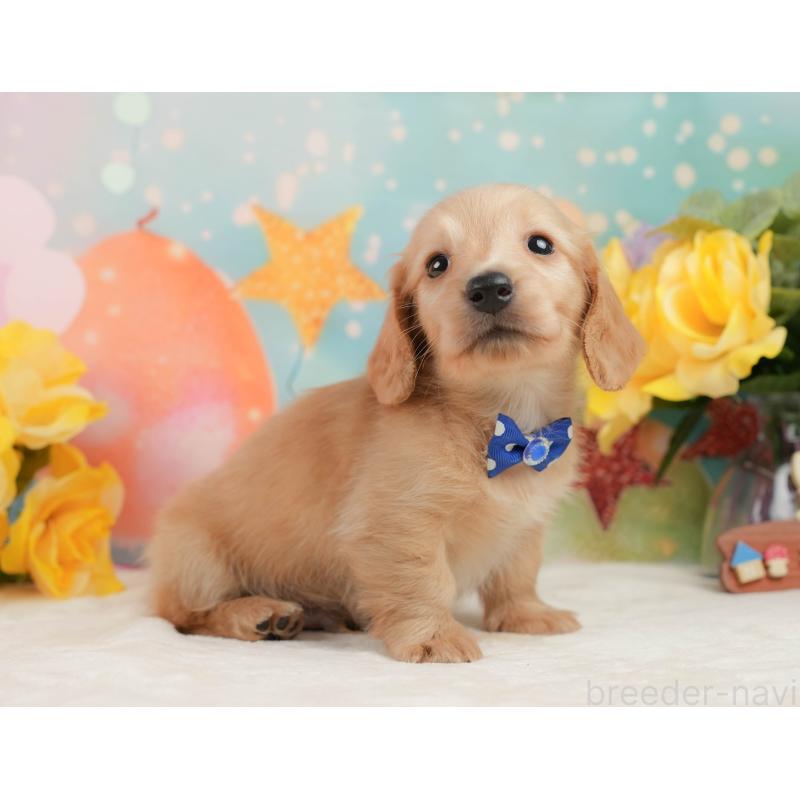 販売中の静岡県のチワックス:チワワ×ミニチュアダックスフンド-442054の6枚目