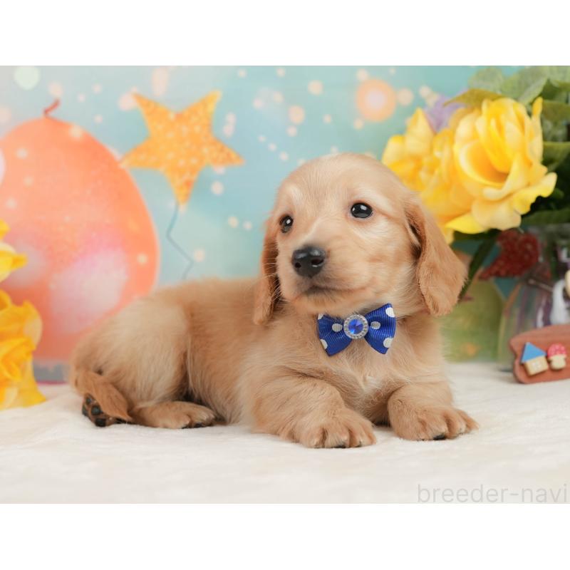 販売中の静岡県のチワックス:チワワ×ミニチュアダックスフンド-442054の5枚目