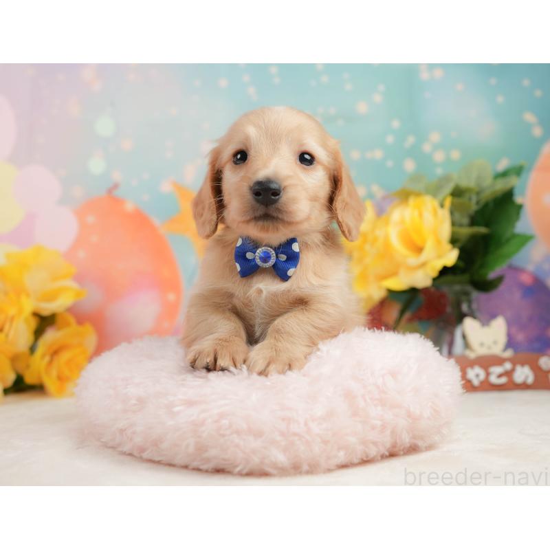 販売中の静岡県のチワックス:チワワ×ミニチュアダックスフンド-442054の4枚目