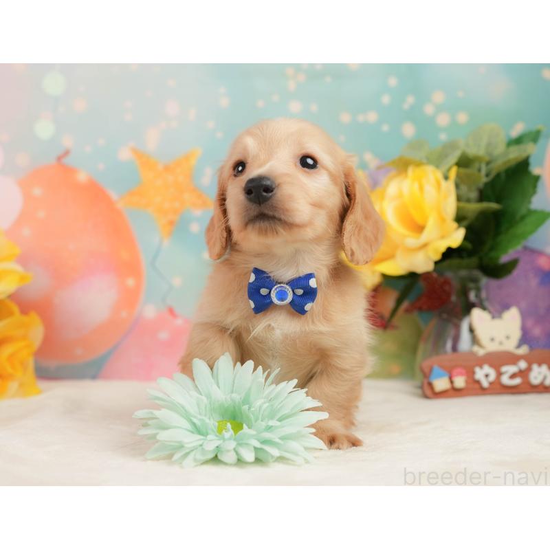 販売中の静岡県のチワックス:チワワ×ミニチュアダックスフンド-442054の3枚目