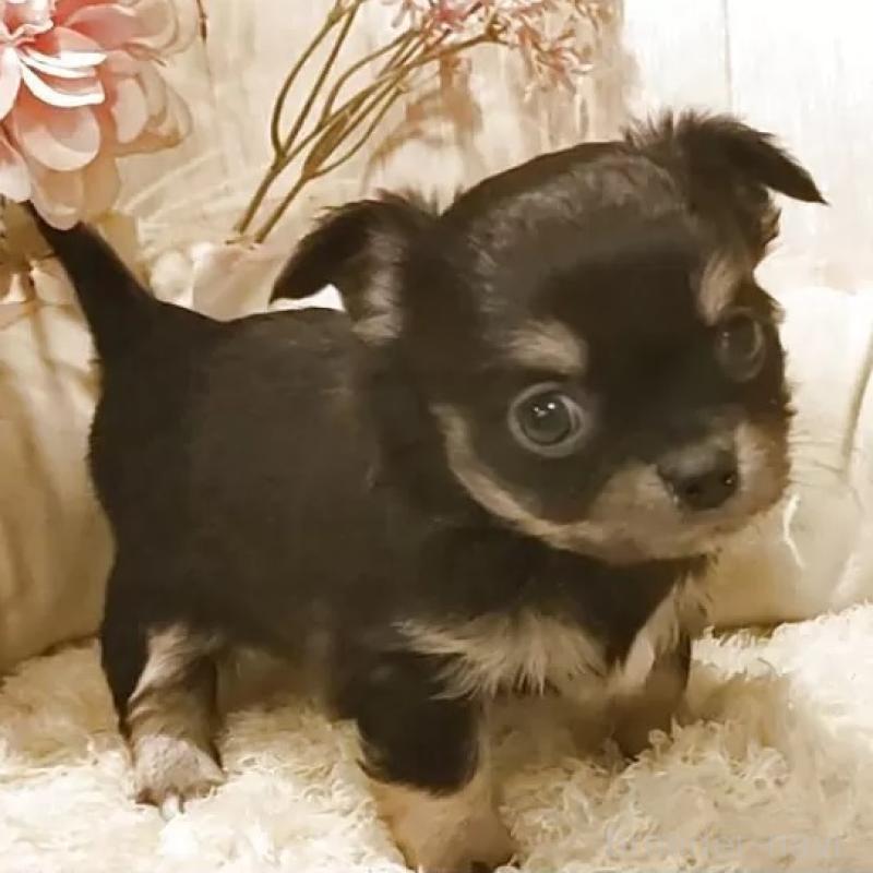 販売中の愛知県のチワワ(ロングコート)-442051の1枚目