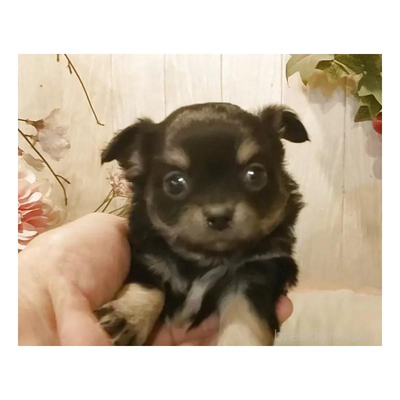 販売中の愛知県のチワワ(ロングコート)-442051の7枚目