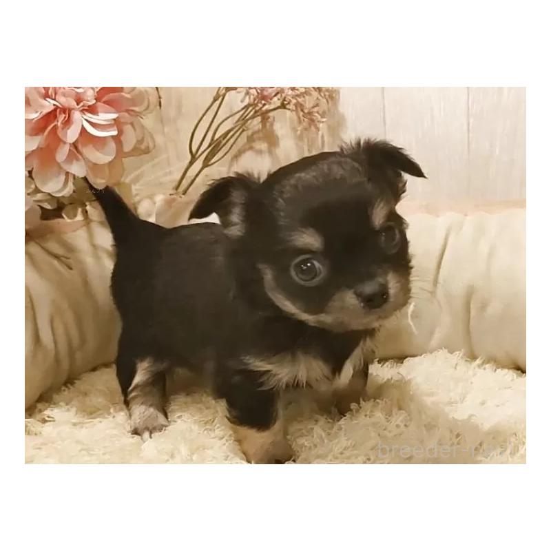 販売中の愛知県のチワワ(ロングコート)-442051の6枚目