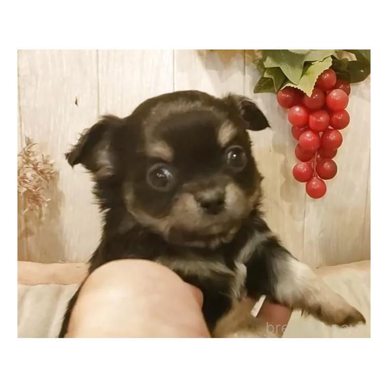 販売中の愛知県のチワワ(ロングコート)-442051の5枚目