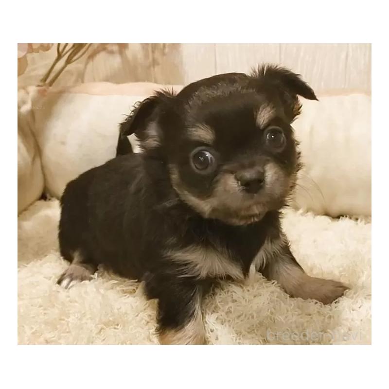 販売中の愛知県のチワワ(ロングコート)-442051の4枚目