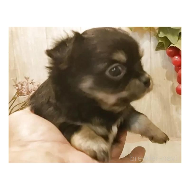 販売中の愛知県のチワワ(ロングコート)-442051の3枚目