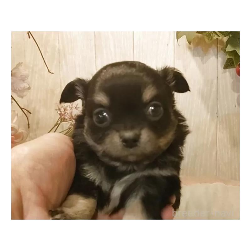 販売中の愛知県のチワワ(ロングコート)-442051の2枚目