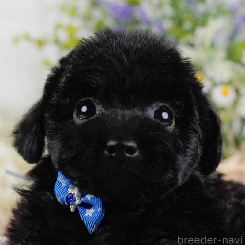 販売中の神奈川県のトイプードル-442053