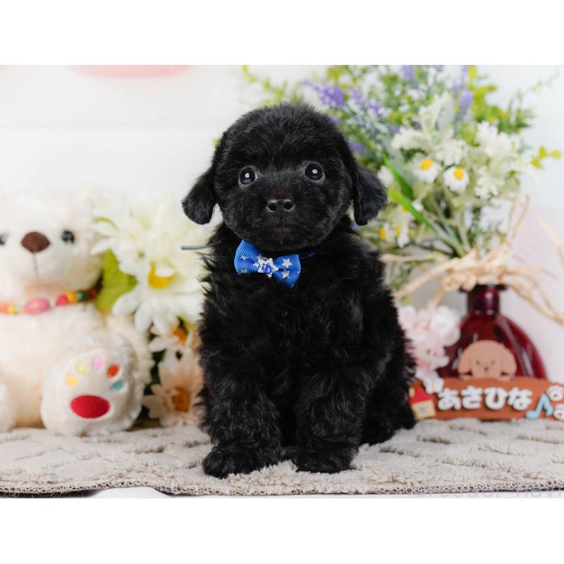 販売中の神奈川県のトイプードル-442053の13枚目