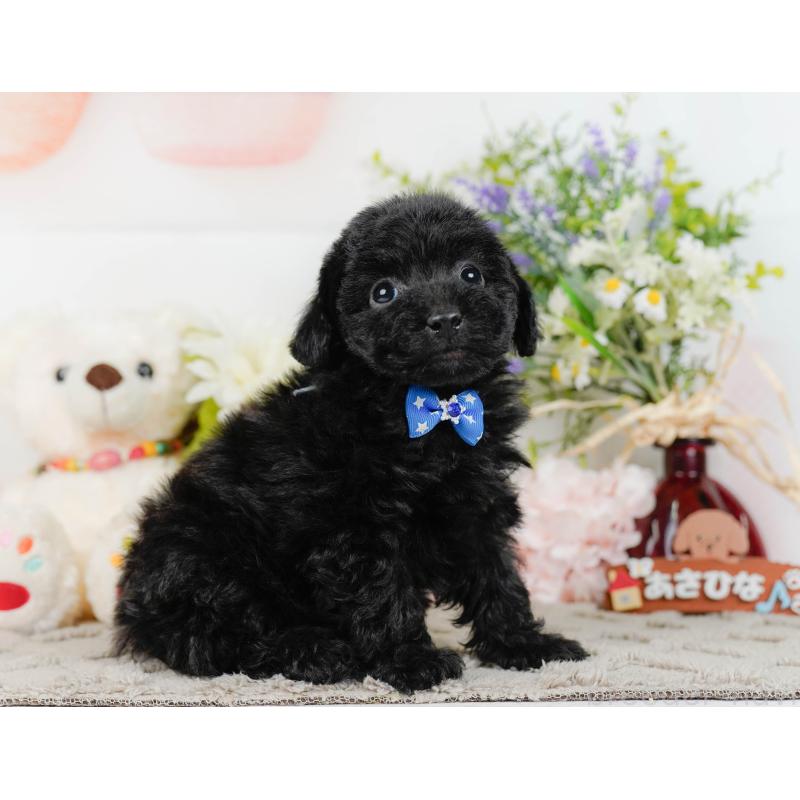 販売中の神奈川県のトイプードル-442053の12枚目